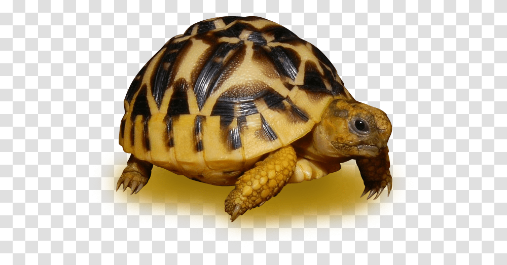 Download Sri Lanken Star Tortoise Sri Lankan Star Tortoise Tortoise In Sri Lanka, Turtle, Reptile, Sea Life, Animal Transparent Png