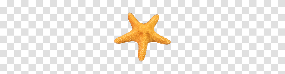Download Starfish Free Photo Images And Clipart Freepngimg, Invertebrate, Sea Life, Animal Transparent Png
