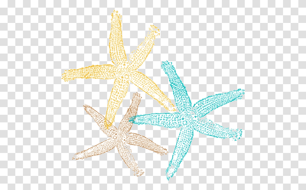 Download Starfish Sea Star Pic Clipart No Background Free Starfish, Invertebrate, Sea Life, Animal, Spider Transparent Png
