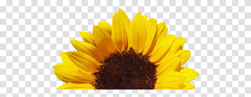Download Stoney Bologna Clear Background Sunflower Sunflower, Plant, Blossom, Petal, Daisy Transparent Png