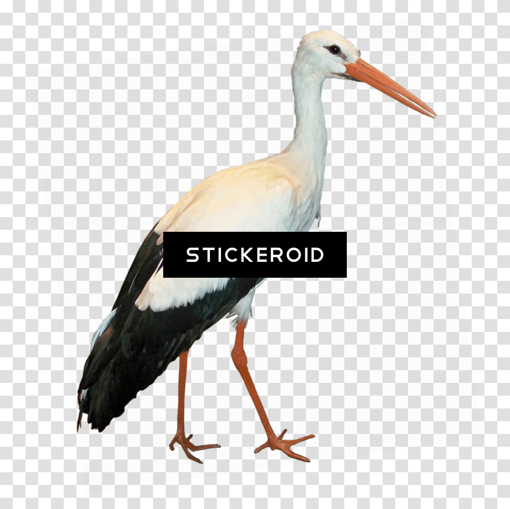 Download Stork Animals White Stork Image With No White Stork, Bird, Waterfowl, Crane Bird, Heron Transparent Png