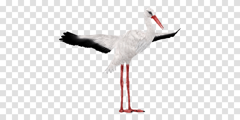 Download Stork White Stork, Bird, Animal, Flamingo, Crane Bird Transparent Png