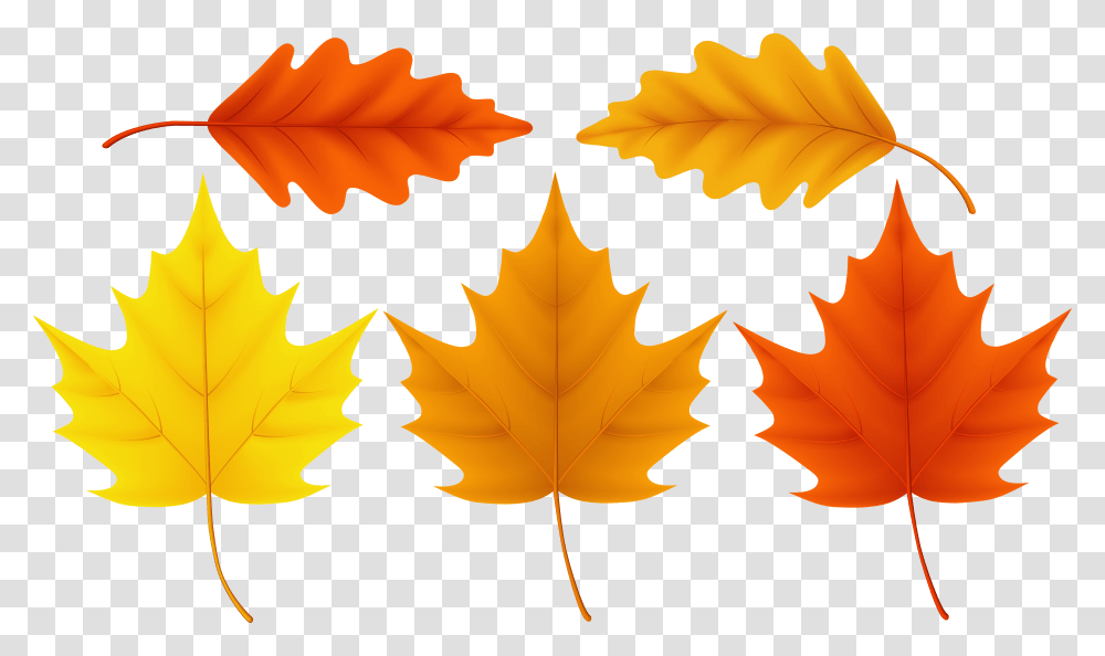 Download Sugar Maple Leaf Acorn Image With No Background Autumn Leaf Clipart Hd Background, Plant, Tree, Veins Transparent Png