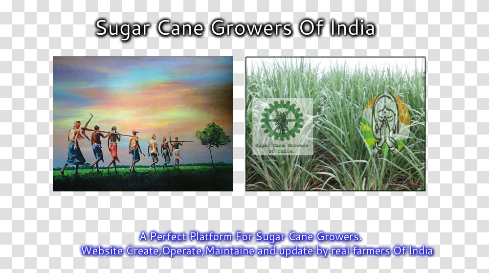 Download Sugarcane Image With No Sweet Grass, Person, Collage, Poster, Advertisement Transparent Png