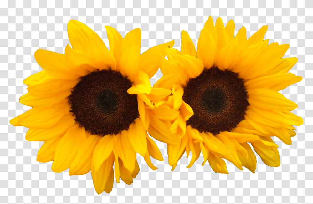 Download Sun Flowers Image For Free Beight Flowers, Plant, Blossom, Sunflower, Daisy Transparent Png