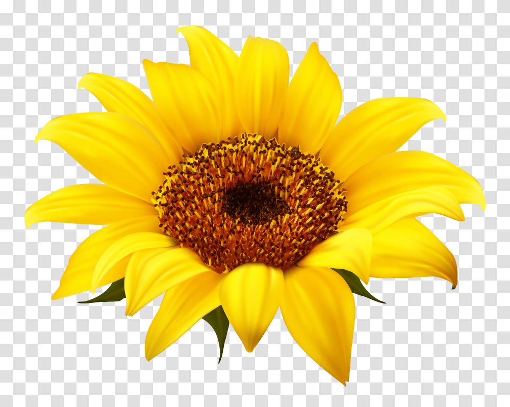 Download Sunflower Clipart Sunflower, Plant, Blossom, Daisy, Daisies Transparent Png