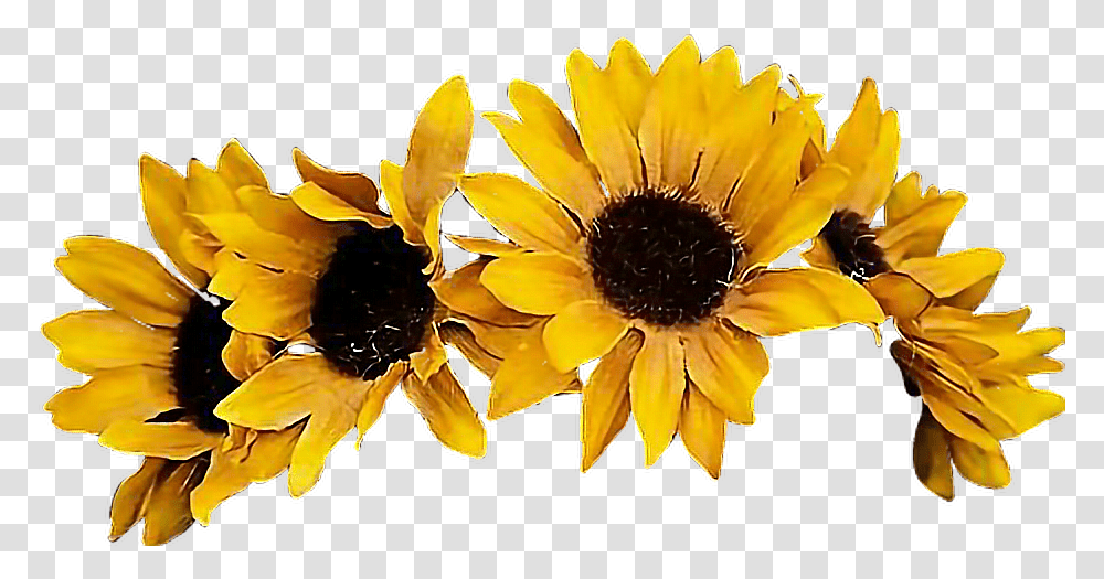 Download Sunflower Flowercrown Coronadeflores Flowers Background Flower Crown, Plant, Blossom, Petal, Anther Transparent Png