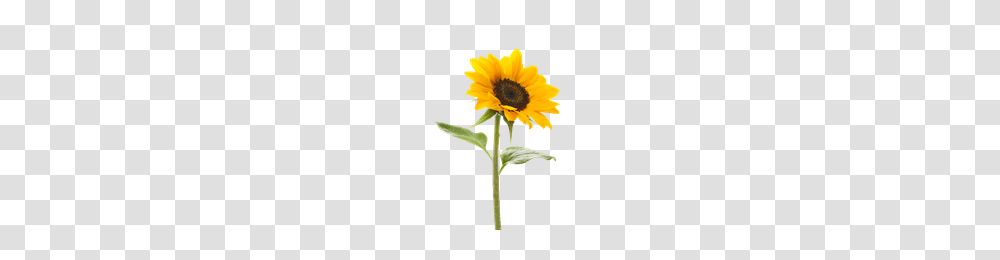 Download Sunflower Free Photo Images And Clipart Freepngimg, Plant, Blossom, Daisy, Daisies Transparent Png