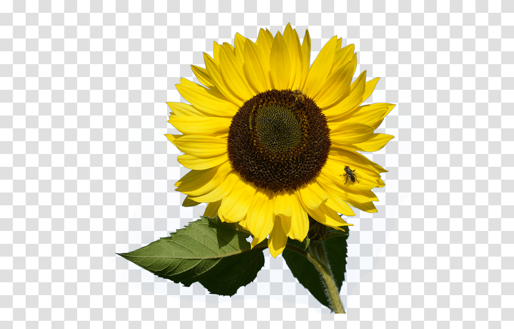 Download Sunflower Image For Free Sunflower Card, Plant, Blossom, Honey Bee, Insect Transparent Png