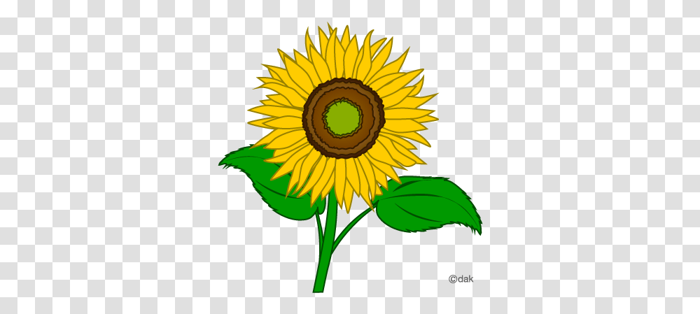 Download Sunflower Microsoft Image Clipart Sunflower Clipart, Plant, Blossom Transparent Png