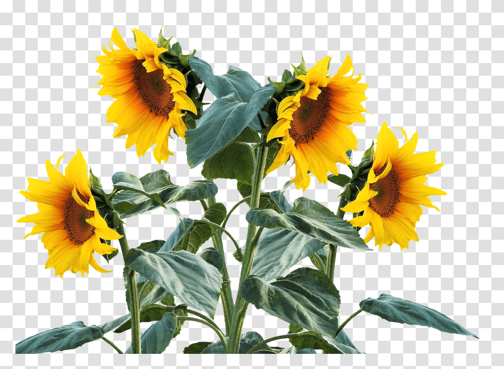 Download Sunflower Summer Sun Plant Sunflower Plant Sunflower Plant, Blossom, Asteraceae, Acanthaceae Transparent Png