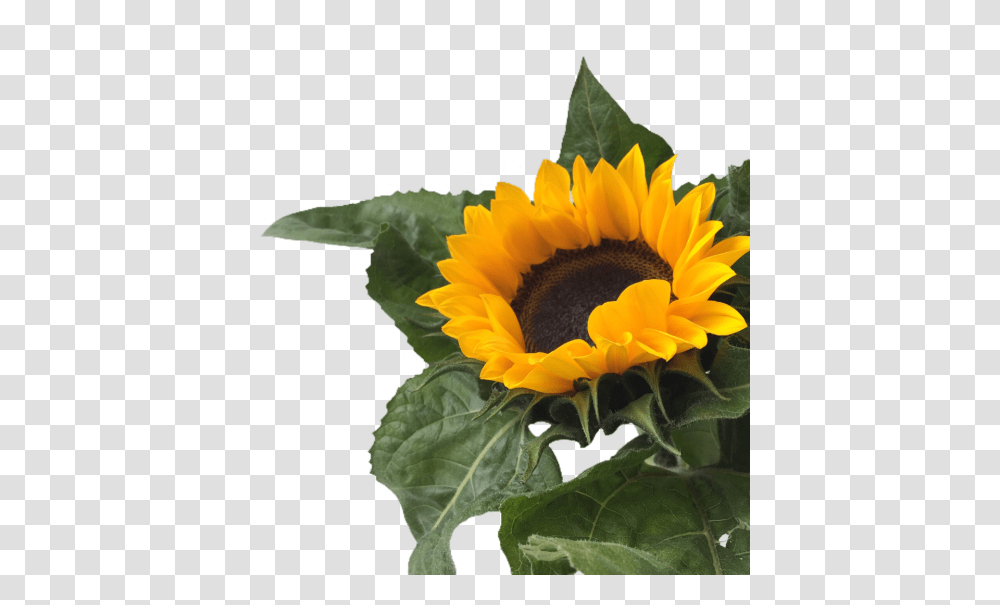 Download Sunflower Tumblr Sunflower Image With No Sunflower Aesthetic, Plant, Blossom Transparent Png
