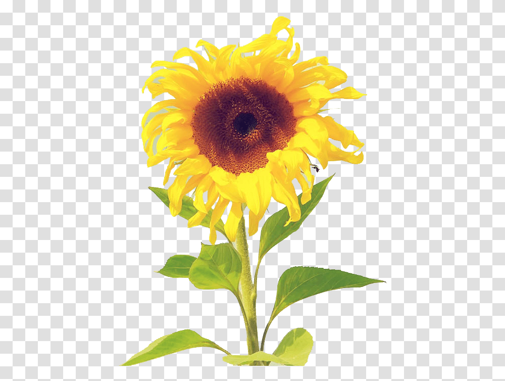 Download Sunflower Wallpaper Watercolor Iphone Sunflower Wallpaper Iphone, Plant, Blossom Transparent Png