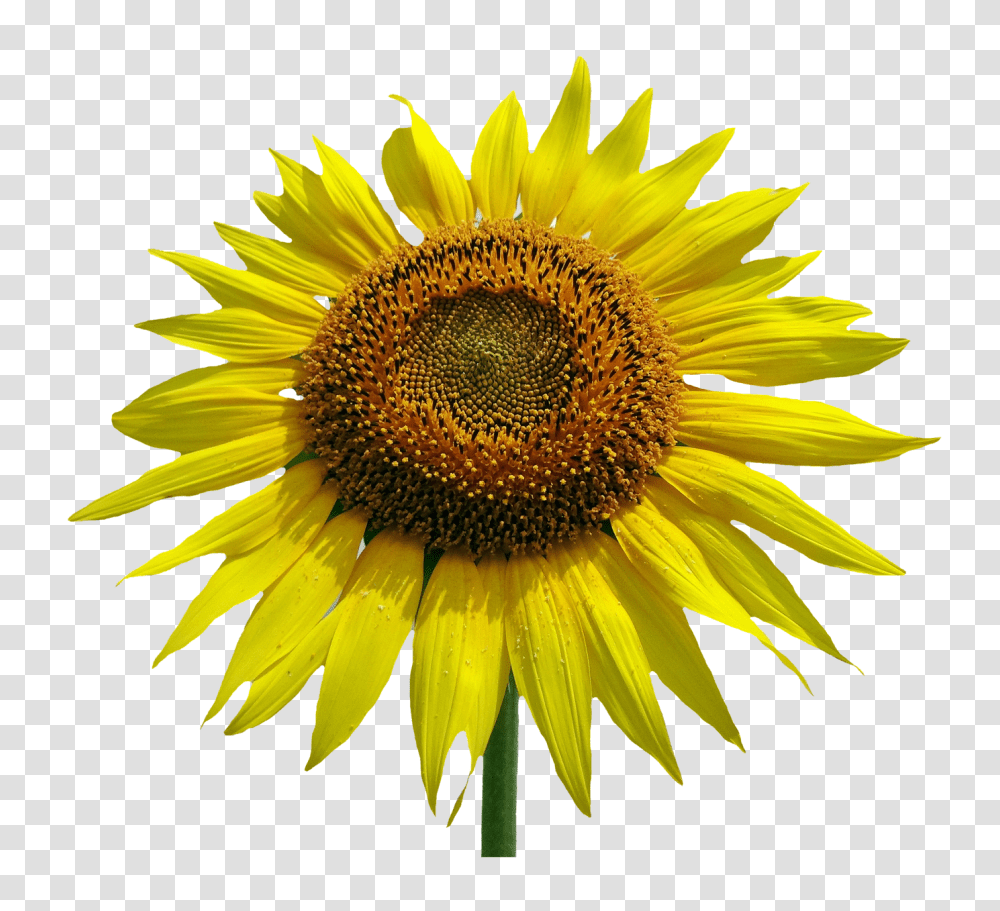 Download Sunflower Watercolor Jpg Common Sunflower Sunflower Vector, Plant, Blossom, Daisy, Daisies Transparent Png