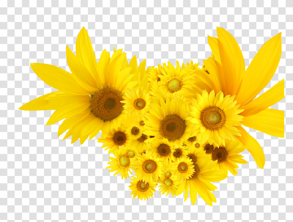 Download Sunflowers Common Sunflower Clip Art Common Sunflowers Clipart, Plant, Blossom, Daisy, Daisies Transparent Png