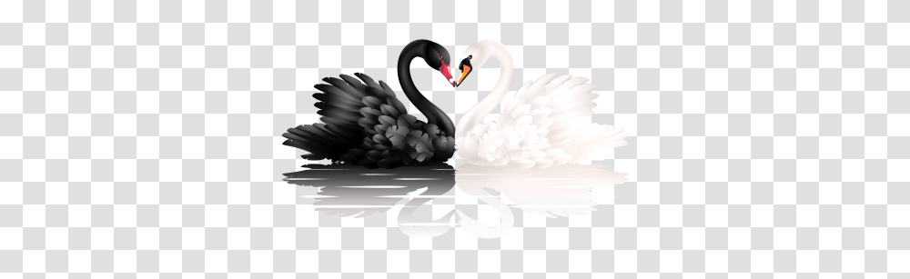 Download Swan Free Image And Clipart, Waterfowl, Bird, Animal, Black Swan Transparent Png