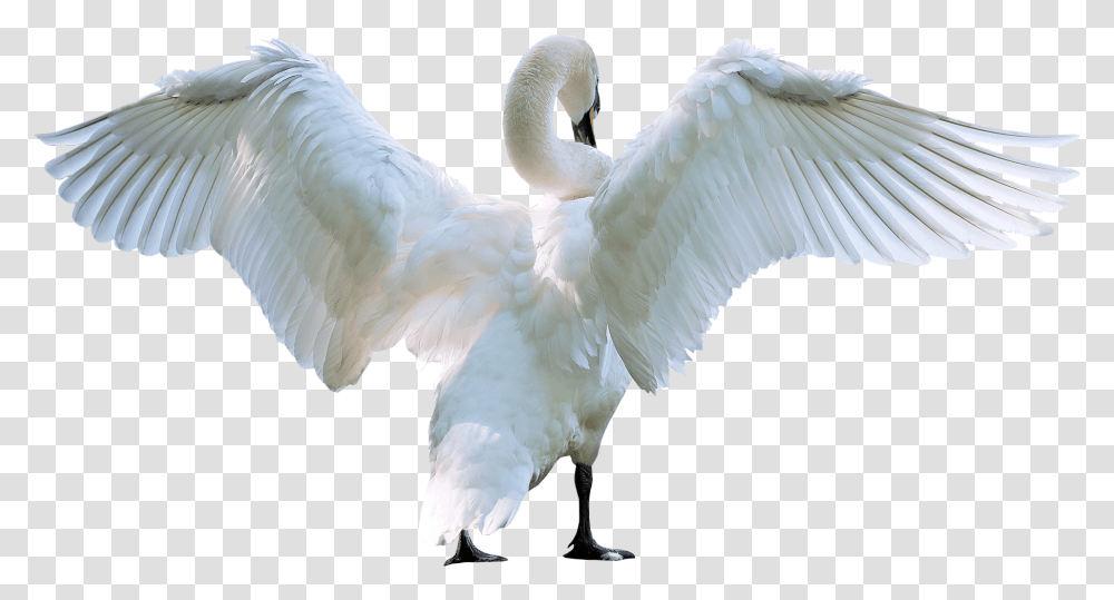 Download Swan Starting Fly Image Bird Starting To Fly, Animal, Flamingo Transparent Png