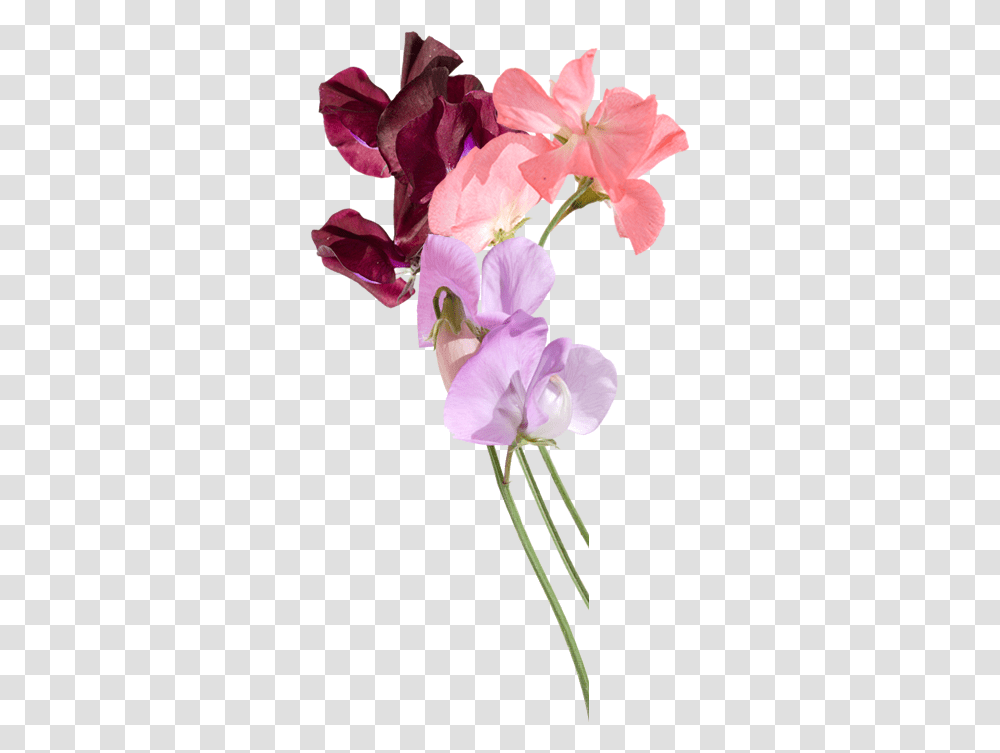 Download Sweet Pea Flowers Delivered By Post Sweet Pea Sweet Pea And Vanilla, Geranium, Plant, Blossom, Gladiolus Transparent Png