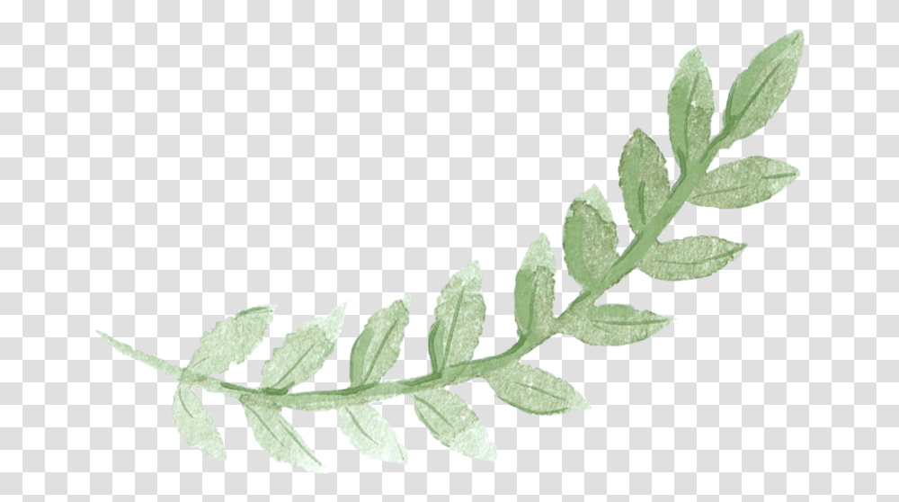 Download Sydney Leaves Watercolor Green Pancake Brunch Green Leaf Watercolor, Plant, Flower, Blossom, Astragalus Transparent Png