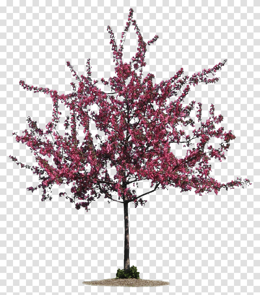 Download Tall Pine Tree Image With No Background Tree Silhouette, Plant, Flower, Blossom, Maple Transparent Png