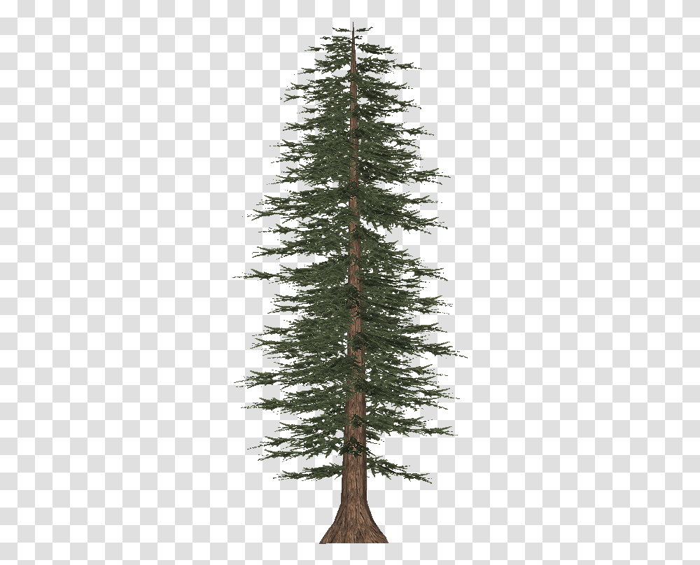 Download Tall Pine Tree White Pine, Plant, Fir, Abies, Ornament Transparent Png