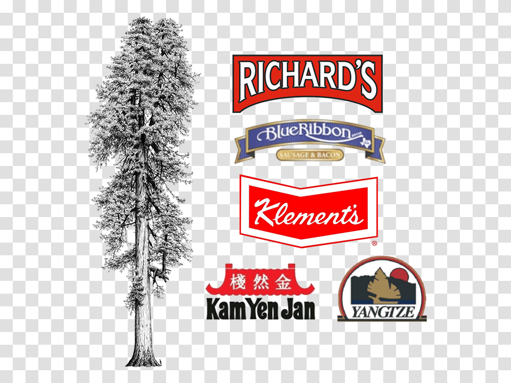 Download Tall Tree Foods Giclee Painting Van Pelt's Tall Tree Foods Logo, Plant, Fir, Abies, Pine Transparent Png