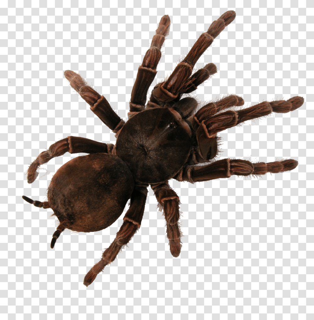 Download Tarantula Image With No Bird Eating Spider Australia, Insect, Invertebrate, Animal, Arachnid Transparent Png