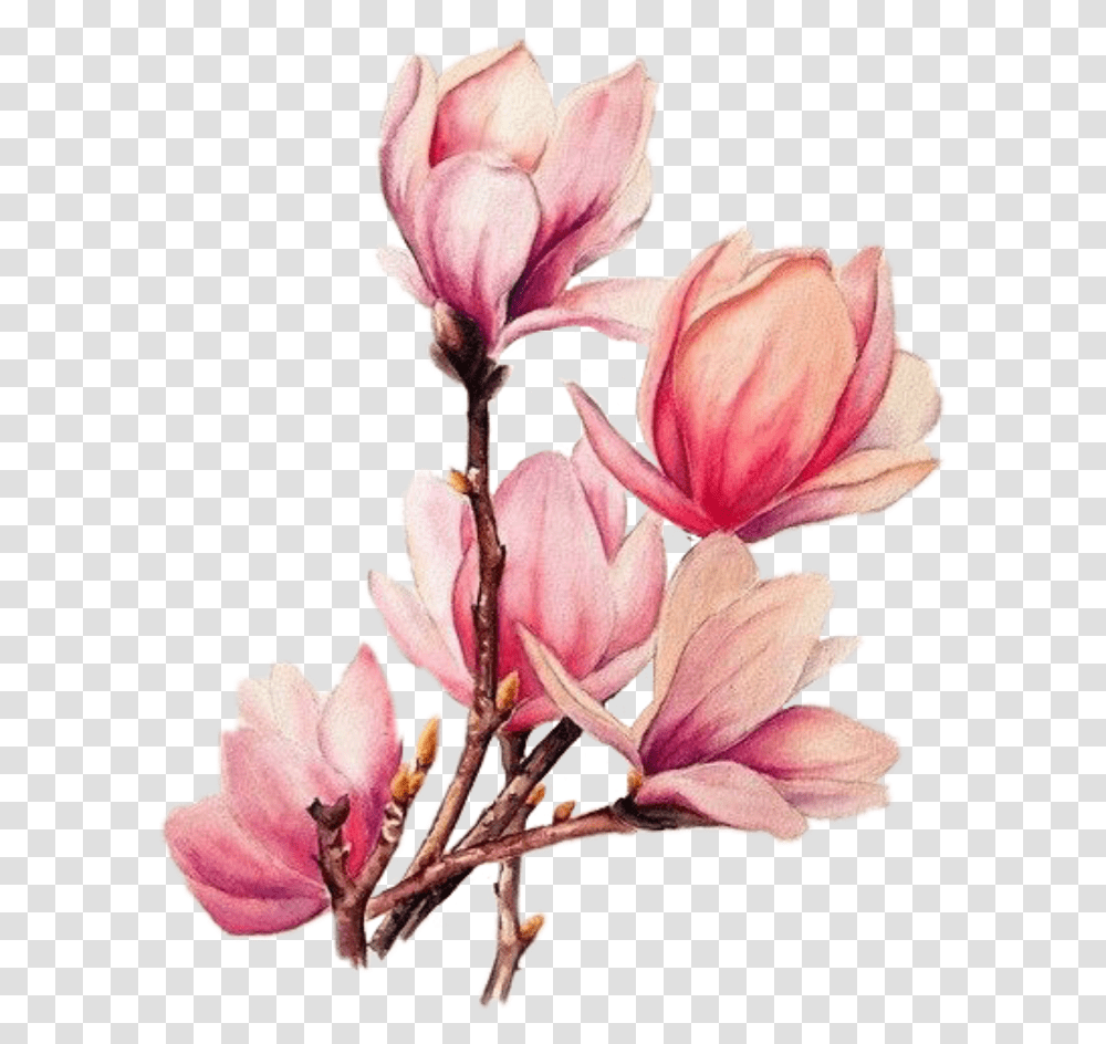 Download Tattoo Flower Branches Magnolia Watercolour Watercolor Magnolia Flower, Plant, Blossom, Amaryllis, Geranium Transparent Png