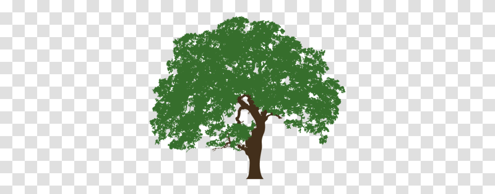 Download Texas Live Oak Illustration Oak Tree Clip Art, Vegetation, Plant, Map, Diagram Transparent Png