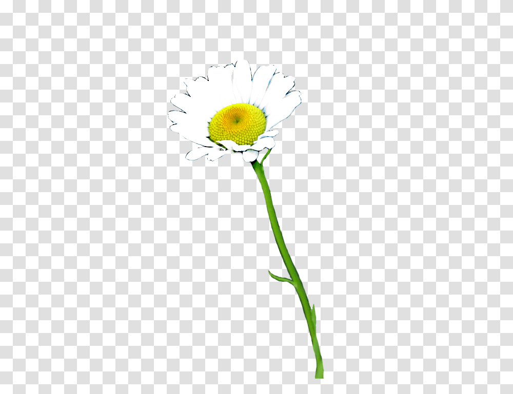 Download Thai Flower Clip Art Real Daisy Flower Full Oxeye Daisy, Plant, Daisies, Anther, Petal Transparent Png