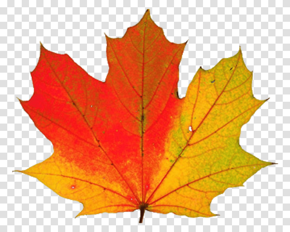 Download Thanksgiving Clipart Fall Leaf Gif, Plant, Tree, Maple, Maple Leaf Transparent Png