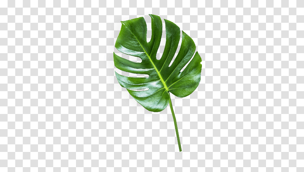Download The Banana Leaf Background Image Banana Leaf Background, Plant, Veins, Green, Droplet Transparent Png