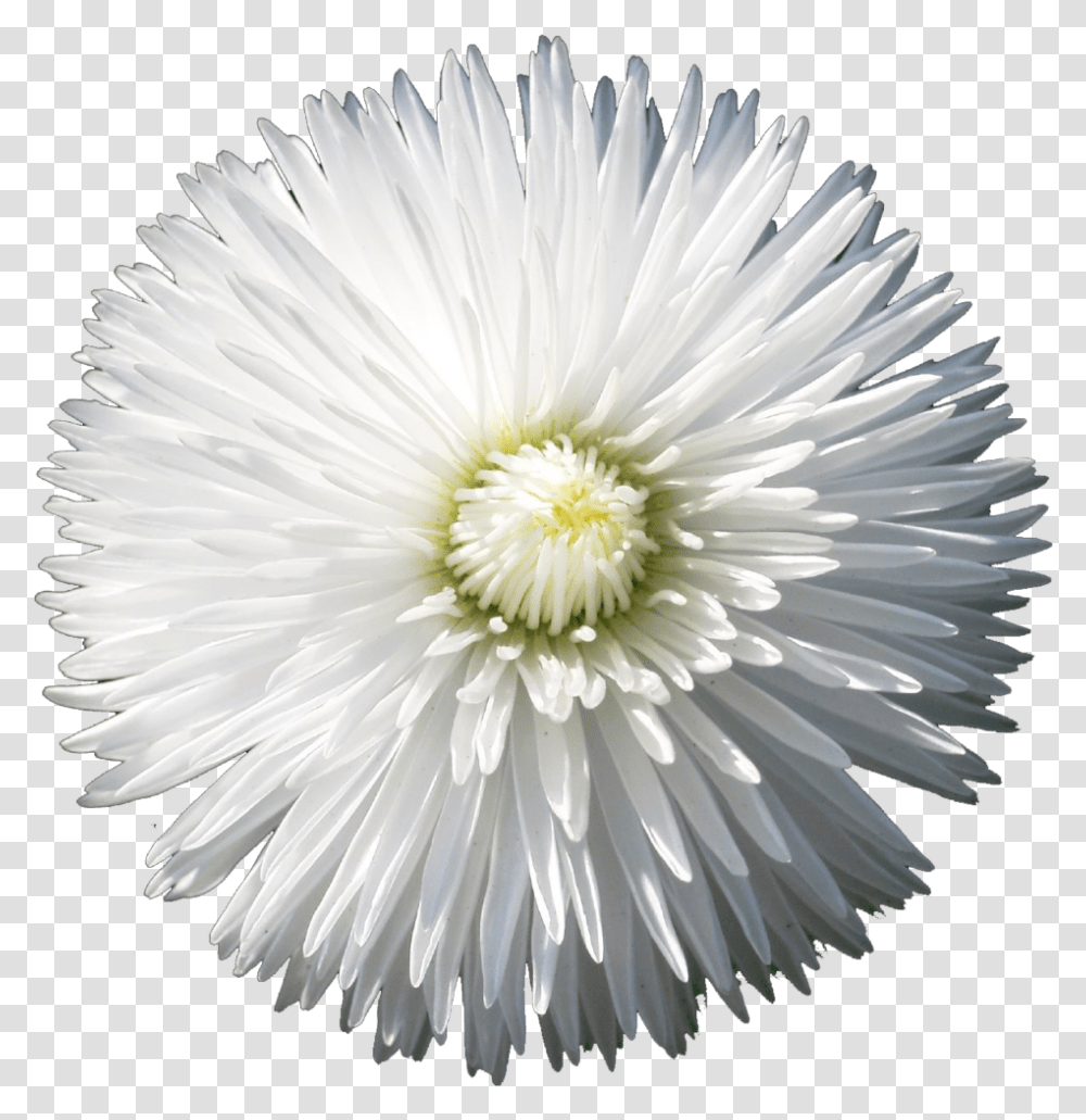 Download The Gallery For > Flower Tumblr Flower With Lovely, Plant, Blossom, Daisy, Daisies Transparent Png