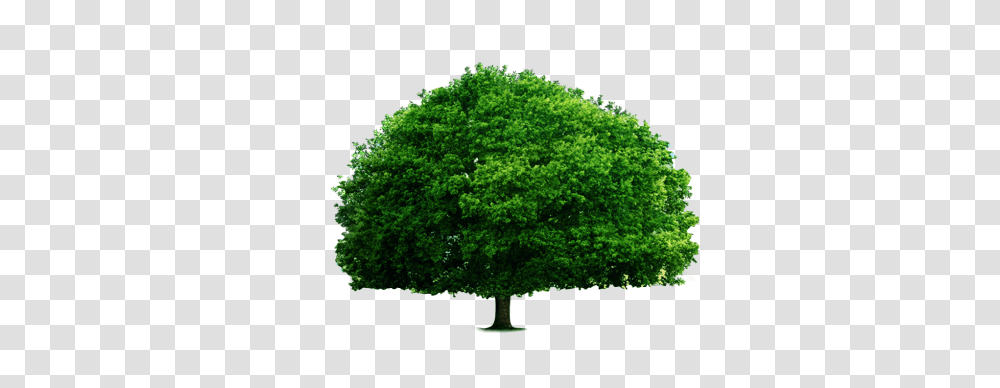 Download The Green Big Tree Big Tree, Plant, Oak, Maple, Sycamore Transparent Png
