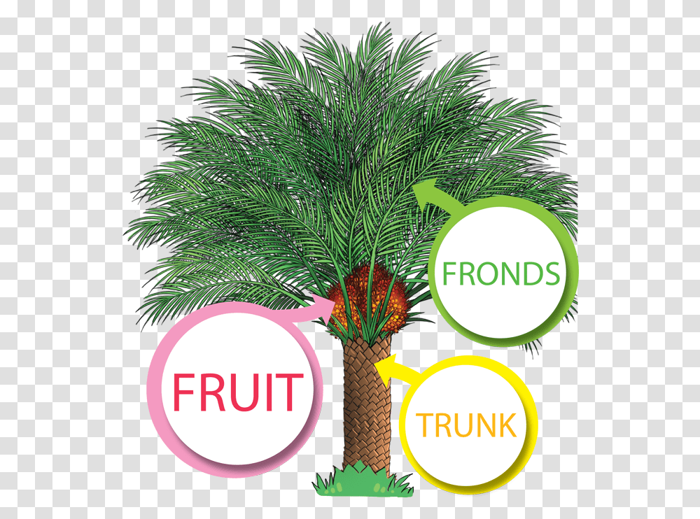 Download The Productive Oil Palm Palm Oil Tree Single Oil Palm Tree, Plant, Vegetation, Advertisement, Poster Transparent Png