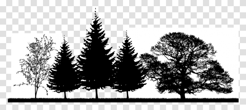 Download The Right Tree In Winter Tree Silhouette No Background, Plant, Fir, Abies, Pine Transparent Png