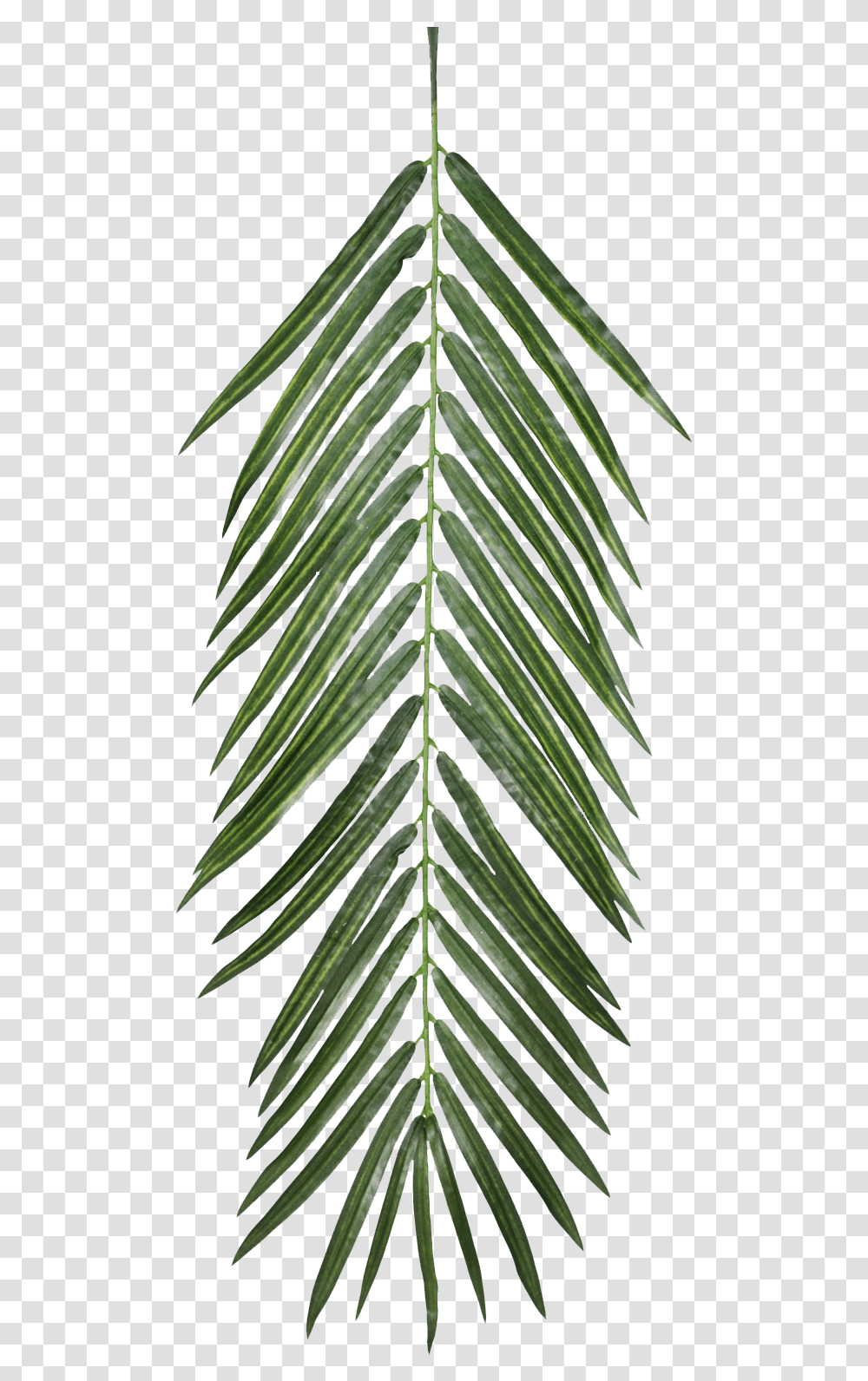 Download The Texture Of Foliage Palm Leaf Free Texture Drawing Of Palm Trees Aesthetic, Plant, Pineapple, Fruit, Food Transparent Png