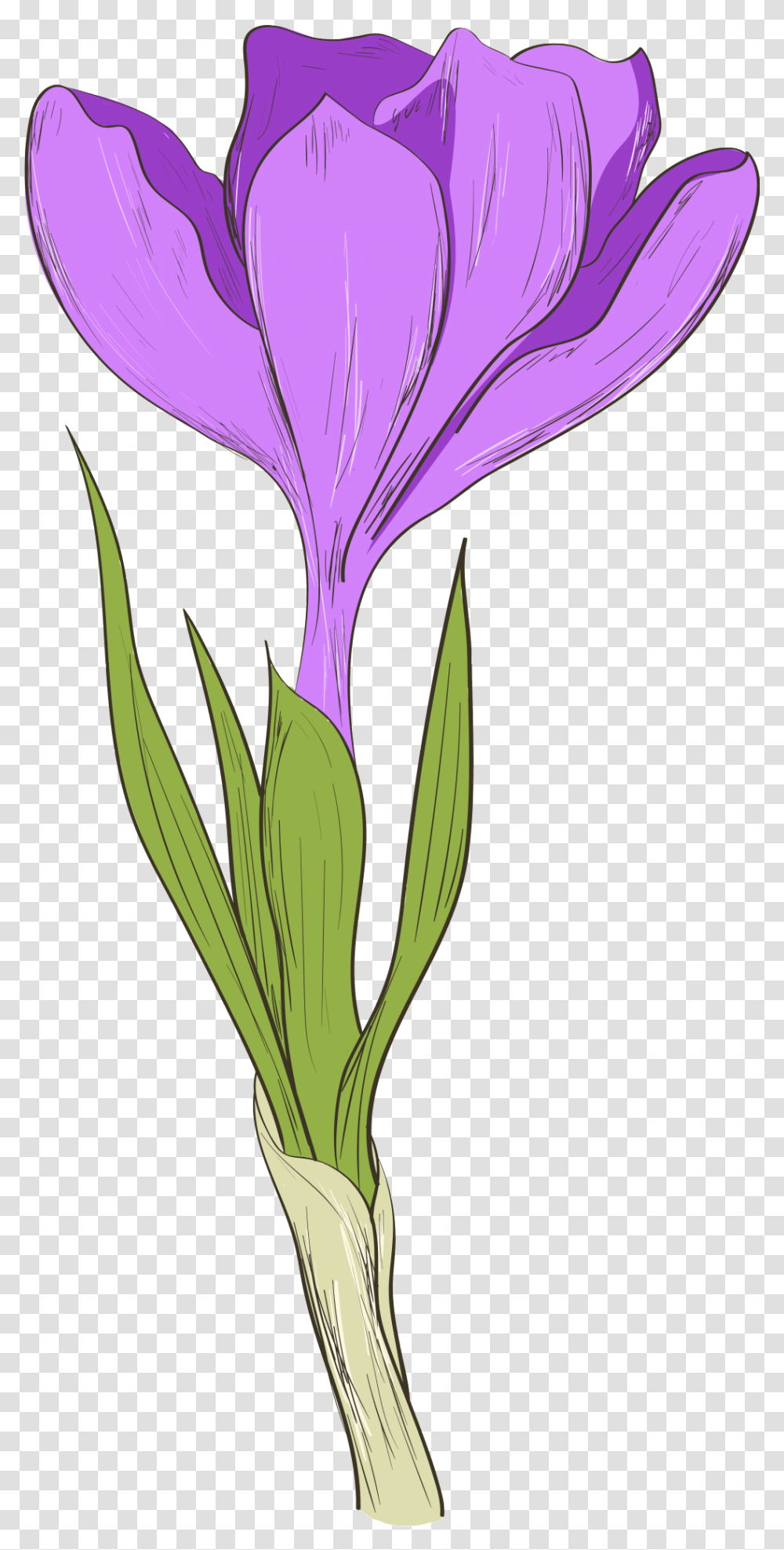 Download This Graphics Is Hand Painted A Purple Flower Iris Flower Cartoon, Plant, Blossom, Petal, Flax Transparent Png
