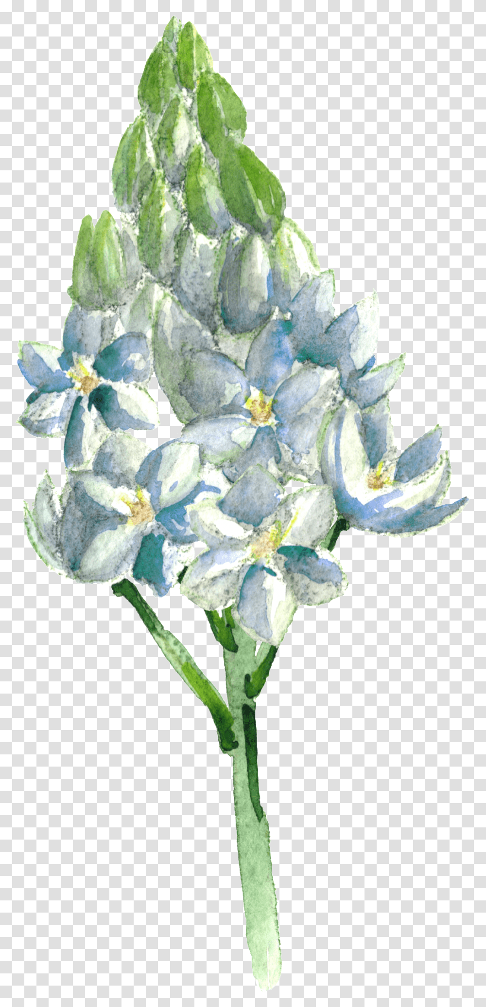 Download This Graphics Is Hand Painted Blue Flowers Alpine, Plant, Blossom, Iris, Petal Transparent Png