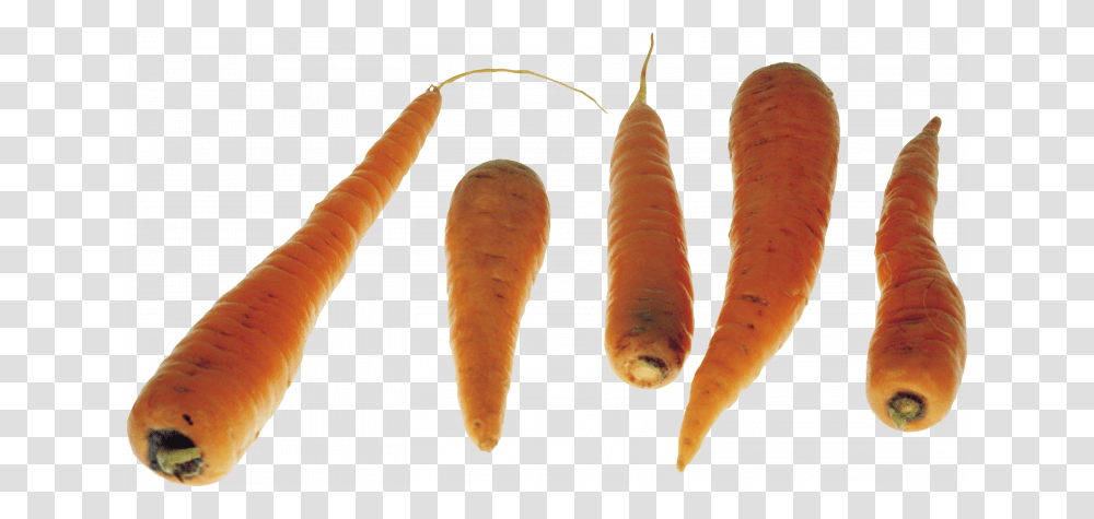 Download This High Resolution Carrot Picture Carrot, Plant, Vegetable Transparent Png