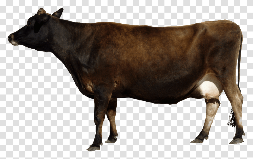 Download This High Resolution Cow Icon Clipart Cow Side View, Bull, Mammal, Animal, Cattle Transparent Png