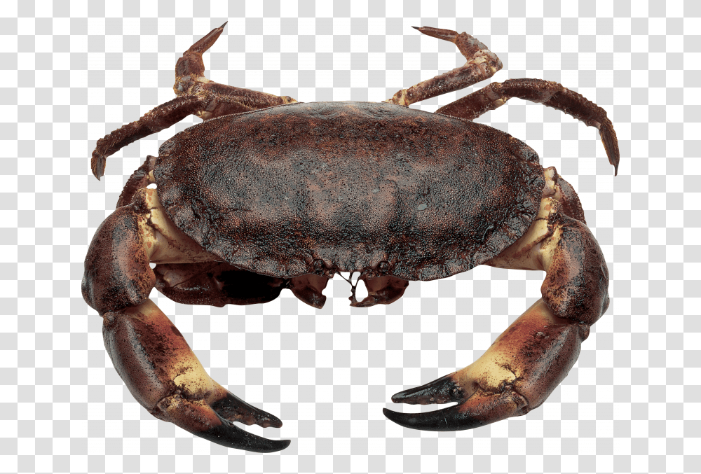 Download This High Resolution Crab High Quality France Crab, Fungus, Seafood, Sea Life Transparent Png