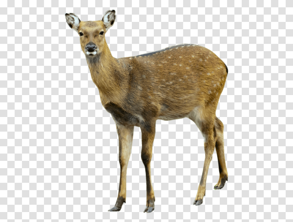 Download This High Resolution Deer Clipart White Footed Mice Food Chain, Wildlife, Mammal, Animal, Sheep Transparent Png