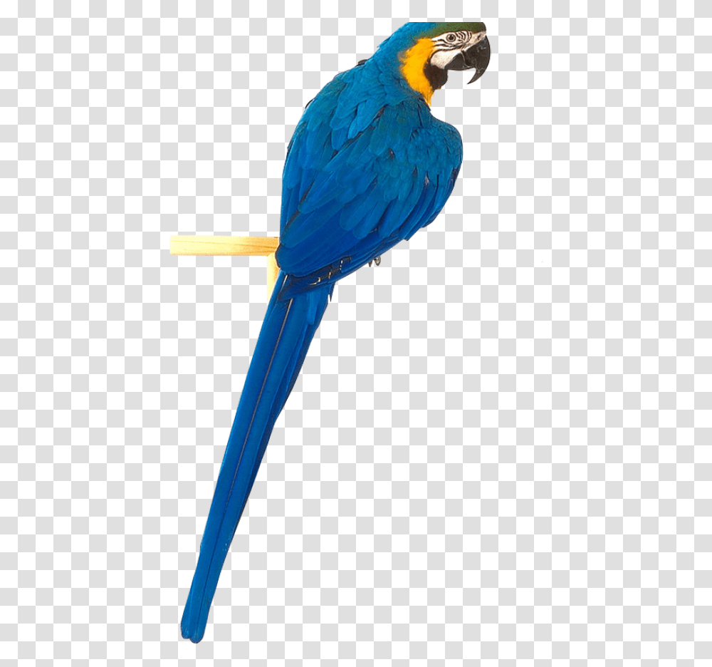 Download This High Resolution Parrot Clipart Blue Parrot, Bird, Animal Transparent Png