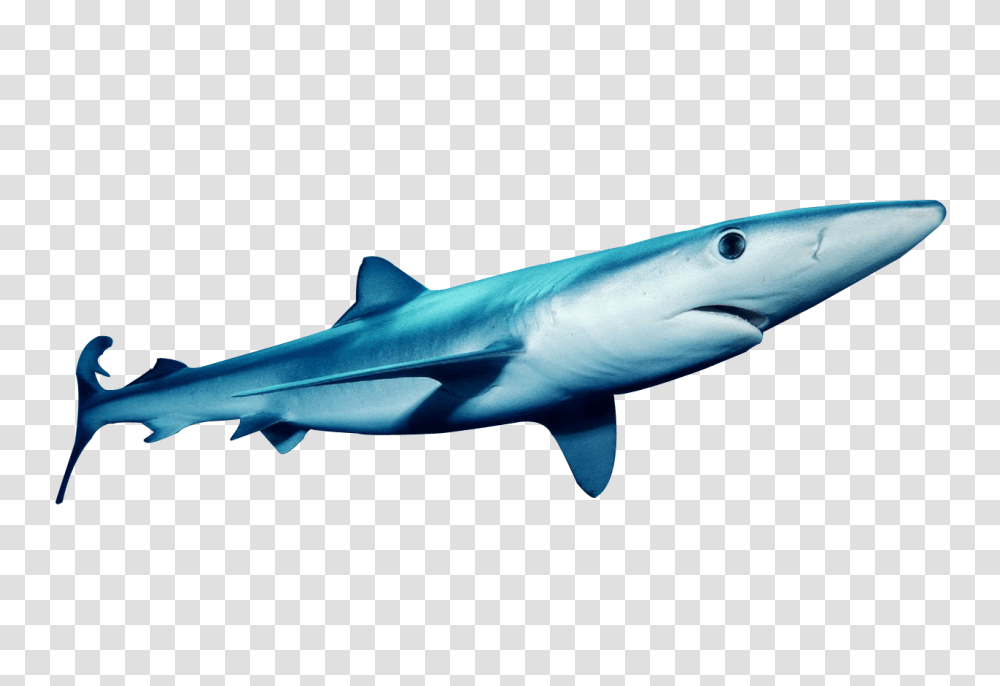 Download This Image Blue Shark Background, Sea Life, Fish, Animal, Great White Shark Transparent Png