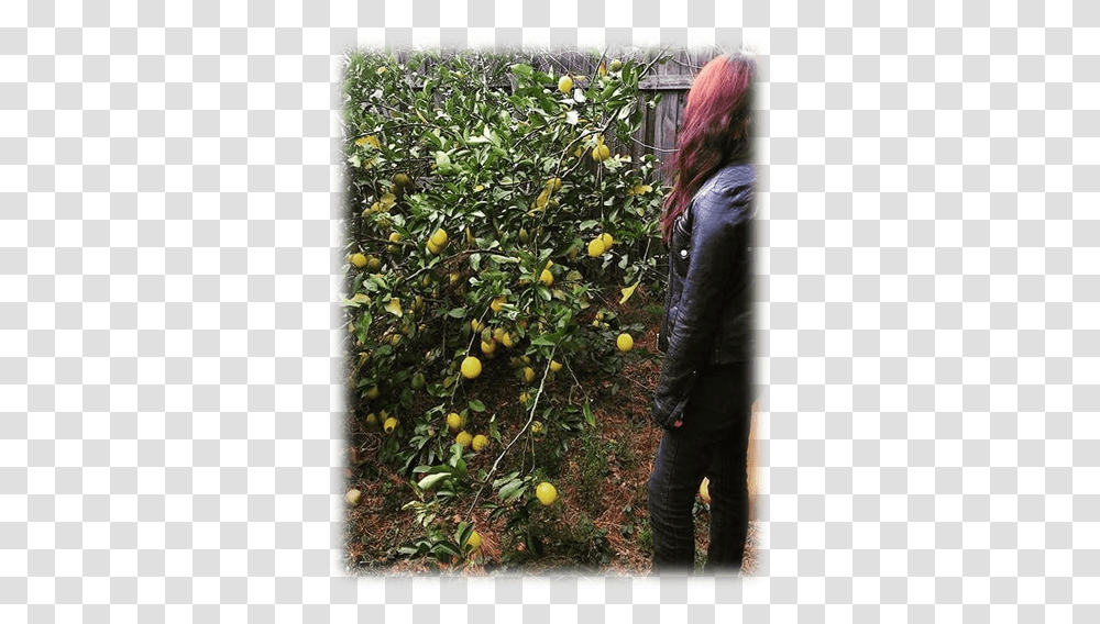 Download This Is My Meyer Lemon Tree Quince, Plant, Person, Human, Fruit Transparent Png