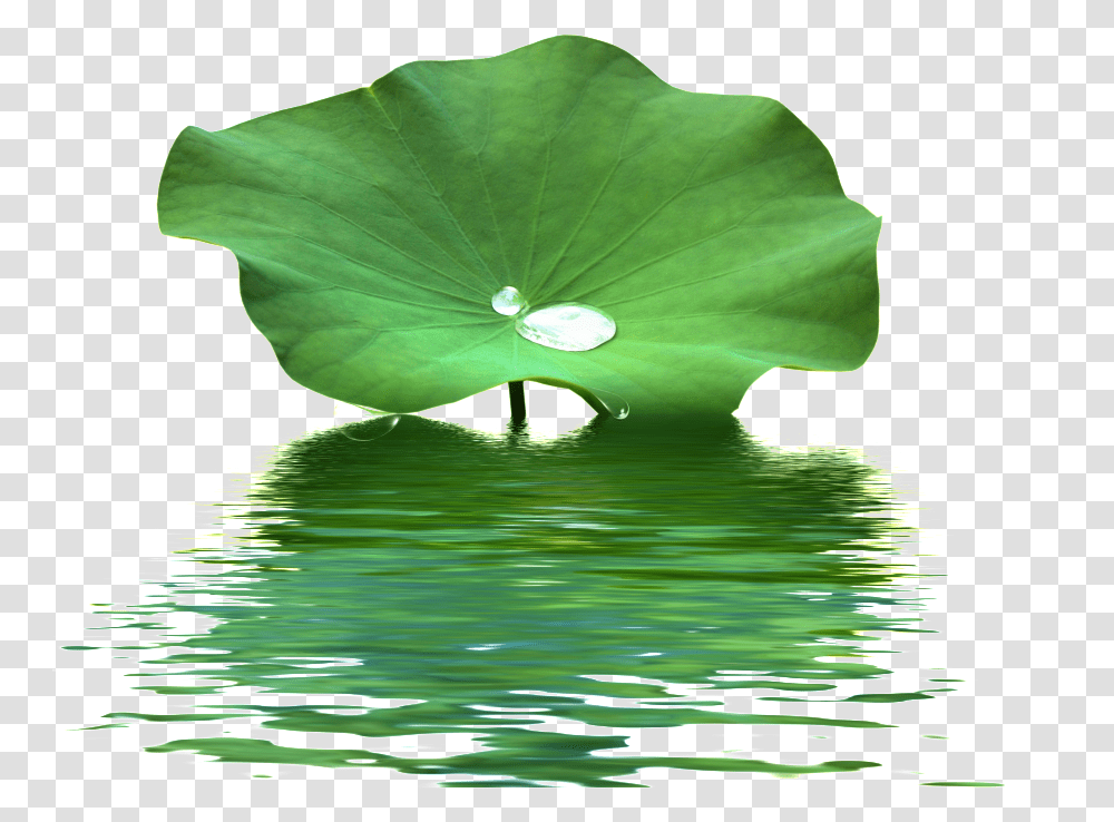 Download This Product Design Is Lotus Leaf Water Wave Lotus Leaf On Water, Plant, Droplet, Flower, Blossom Transparent Png