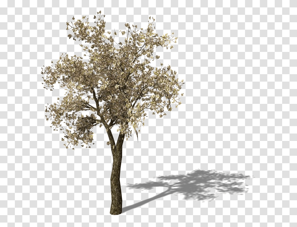 Download Tomato Tree Pear Asian Yellow Free Frame Clipart Pear Tree, Plant, Chandelier, Lamp, Tree Trunk Transparent Png