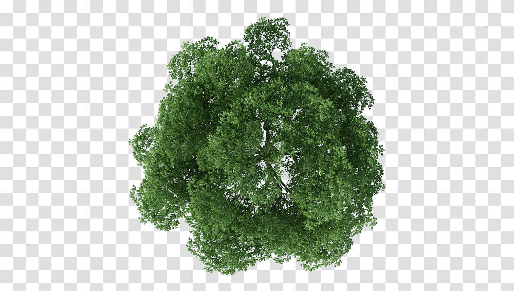 Download Top View Of Tree Tree Top View, Plant, Kale, Cabbage, Vegetable Transparent Png
