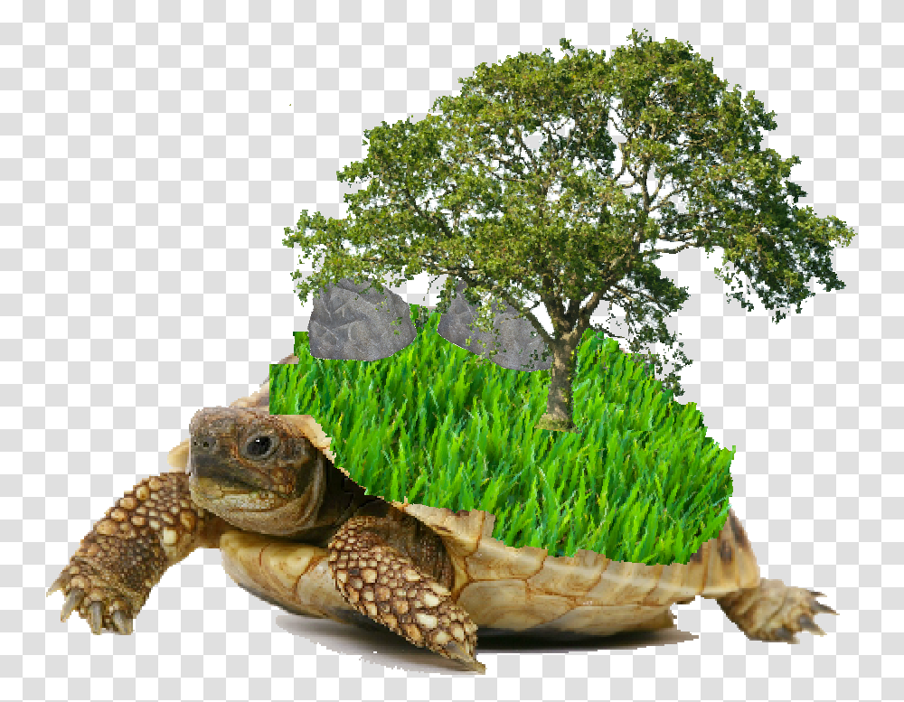Download Torterraftw Hashtag Overwatch Elf On Does A Dead Tortoise Look Like, Lizard, Reptile, Animal, Turtle Transparent Png